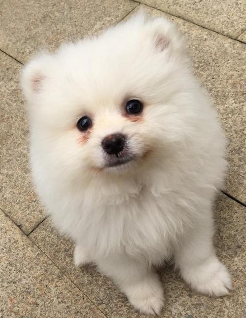 狗狗呕吐